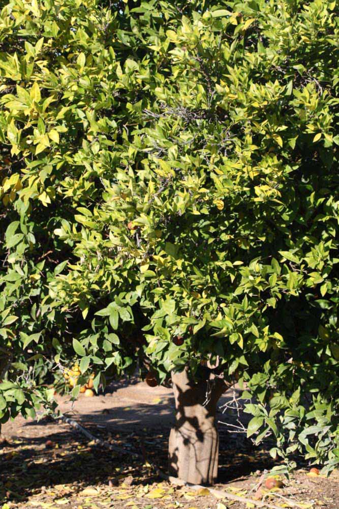            Habit (Bream Tarocco, Riverside, CA)   